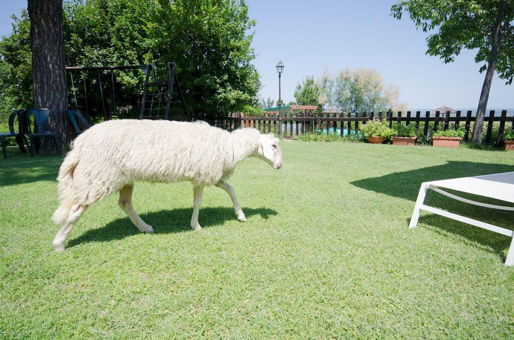 Agriturismo Ca'De'Gatti ฟาเอนซา ภายนอก รูปภาพ